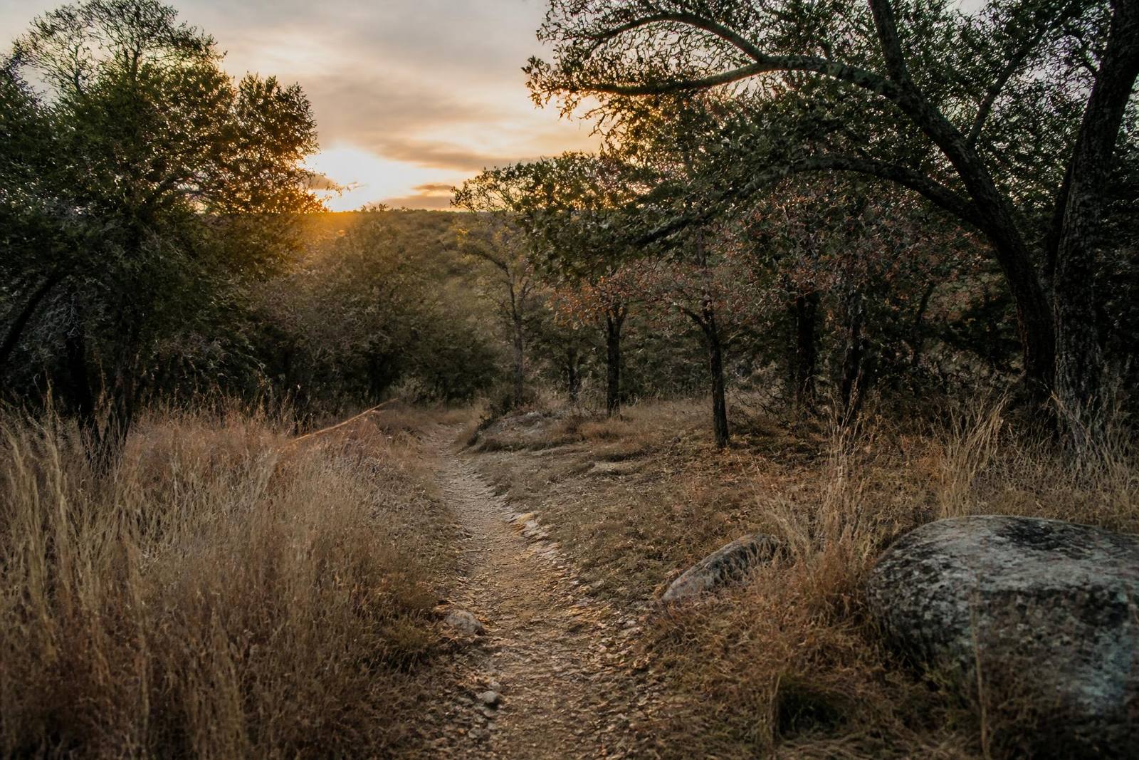 Dirt singletrack winding through North Texas Cross Timbers hardwood forest at golden hour